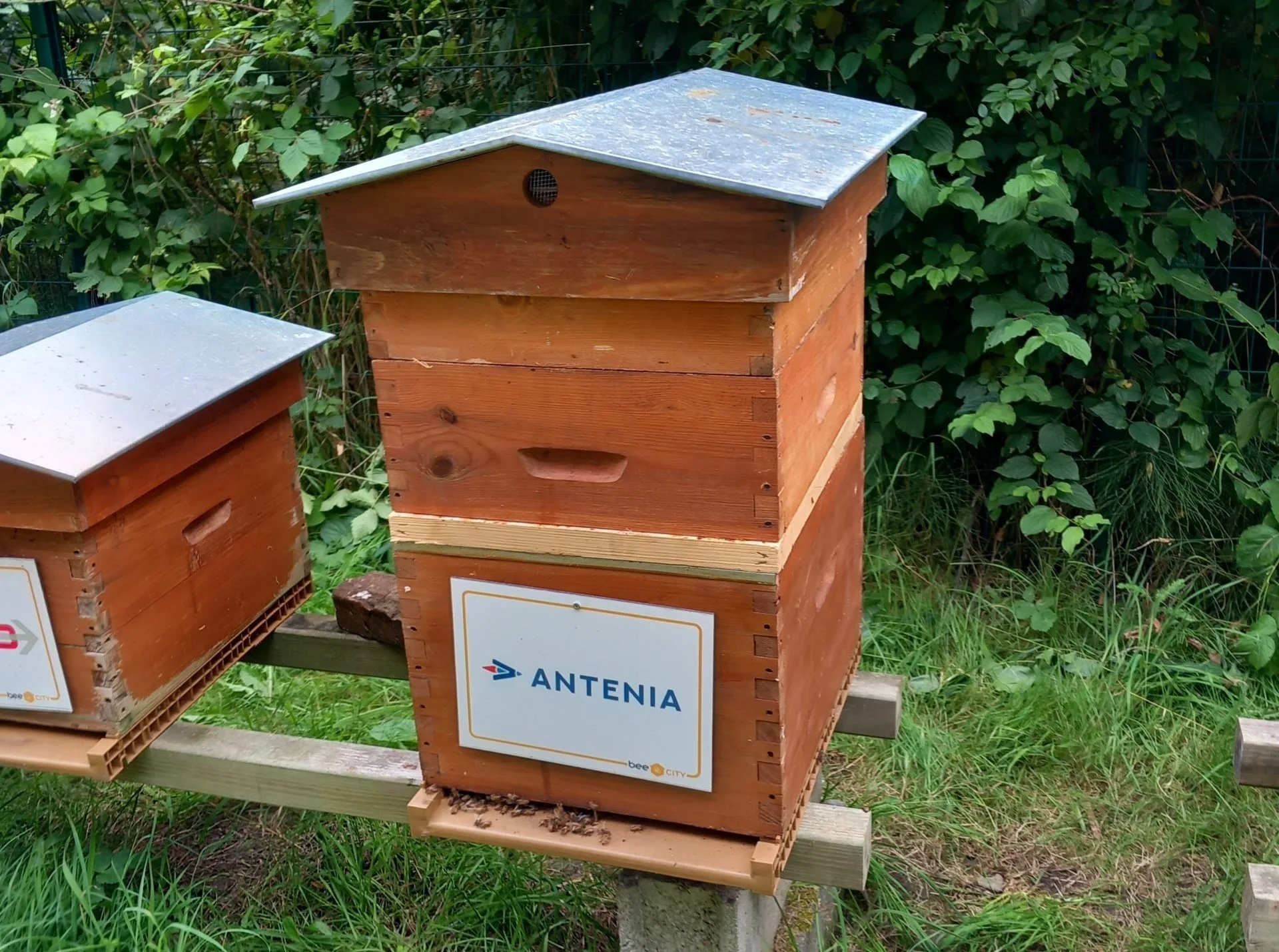 ruche-abeilles-antenia